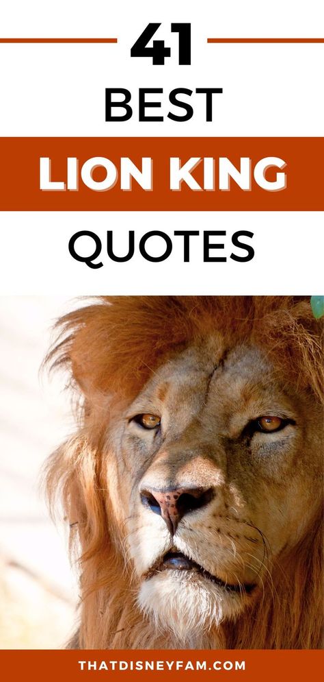 lion Disney Quote Lion King, Rafiki Quotes, Rafiki Lion King, Scar And Mufasa, Lion King Funny, Broadway Quotes, Lion King Quotes, Disney Movies List, Lion King Broadway