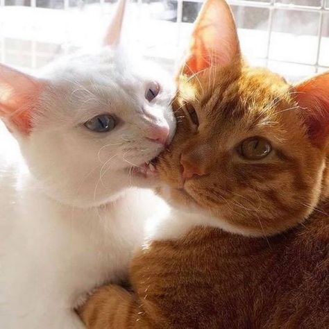 10 Pictures Of Extremely Lovey-Dovey Cats That Will Melt Your Heart Söpö Kissa, Cat Couple, Photo Chat, Cat Aesthetic, Cute Cats And Kittens, Cute Kittens, Pretty Cats, 귀여운 동물, Beautiful Cats