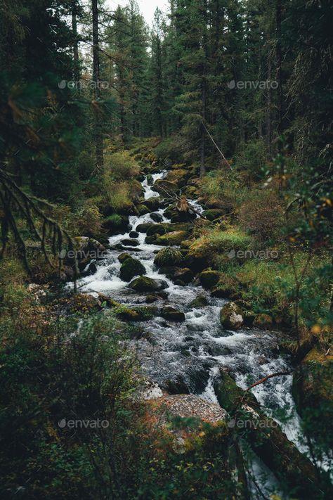 Bonito, Nature, Scottish Forest Aesthetic, Stream In The Woods, Taiga Biome Aesthetic, Deep Woods Aesthetic, Taiga Forest Aesthetic, Planet Zoo Taiga, Stream In The Forest