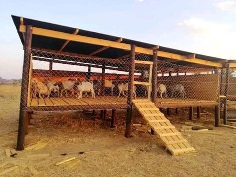 Goat House Plans, Chicken And Goat Pen, Goat Shed Ideas, Goat House Ideas, Goat Shelter Ideas, Goat Enclosure, Poultry Farm Buildings, Cow Shed Design, Sheep House