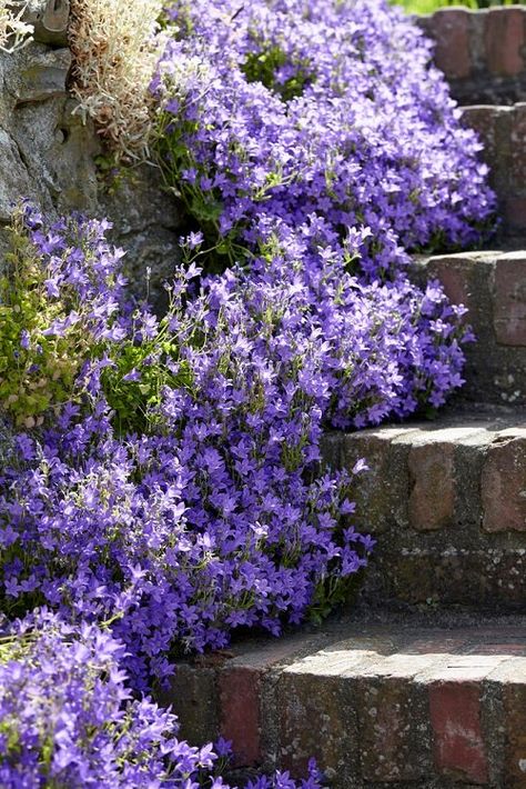 Shade Garden Front Yard, Perineal Flowers Shade, Bonito, Front Yard Landscaping For Shaded Area, Landscape For Shaded Front Yards, Shady Flower Bed Ideas Shade Perennials, Arbor Landscaping Ideas, Low Growing Perennial Border Plants, Prettiest Flowers To Plant