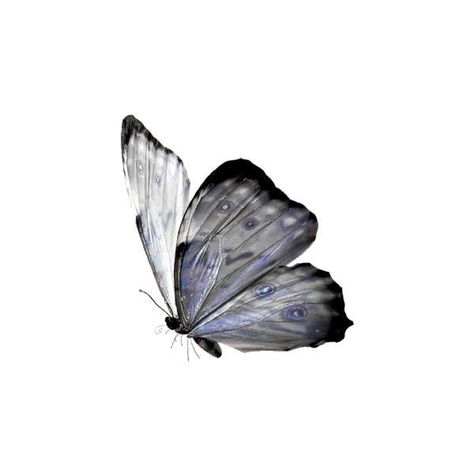 Butterfly Png Icon, Butterfly Png Aesthetic, Butterfly Icon Aesthetic, Butterfly Icons, Butterflies Png, Butterfly Icon, Png Butterfly, Artsy Background, Butterfly Png