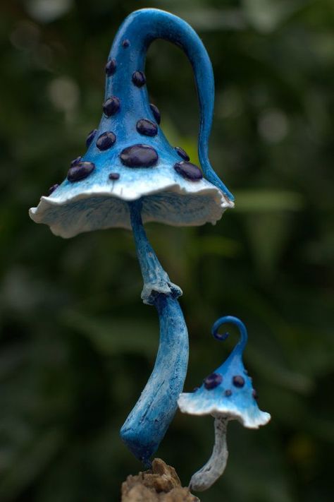 Fantasy Mushroom, Blue Mushroom, Mushroom Images, Mushroom Pictures, Mushroom Crafts, Mushroom Fungi, Mushroom Art, Wild Mushrooms, Pretty Plants