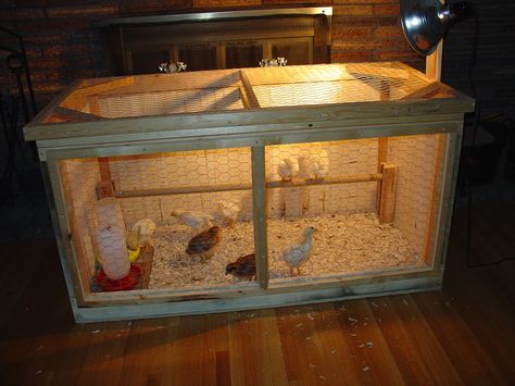 Chick Brooder Coop Hen Brooder Box Ideas, Diy Brooder Box Baby Chicks, Chicken Brooders, Brooder Ideas, Chicken Brooder Box, Chick Brooder, Brooder Box, Chicken Brooder, Raising Chicks