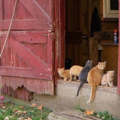 Old Barns, Crazy Cat Lady, Söt Katt, Country Barns, Farms Living, Red Barns, Country Farm, Cats Meow, 귀여운 동물