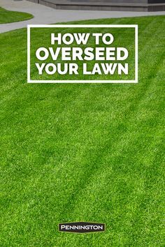 Over Seeding Lawn Spring, Front Lawn Ideas, Spring Lawn Care, Front Lawn Landscaping, Lawn Care Tips, Lush Lawn, Garden Vines, Lawn Maintenance, Yard Care