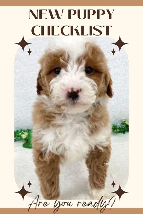 new puppy checklist, taking your puppy home, training, insurance, pet sitting, goldendoodle bible New Puppy Essentials List, First Puppy Checklist, New Puppy Photoshoot Ideas, Doodle Tips, New Puppy Checklist, Puppy Checklist, Getting A Puppy, New Puppy, Do You Need