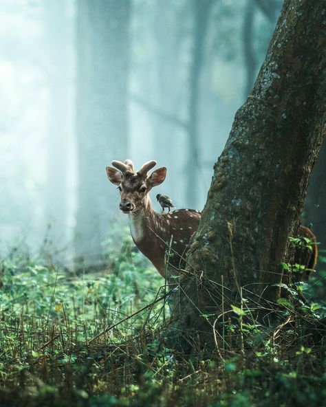 Indian wildlife. on Behance Akita, Funny Animal, Wildlife Photography, Animal Photography Wildlife, Wild Animals Photography, Photo Animaliere, Forest And Wildlife, Wildlife Animals, South India