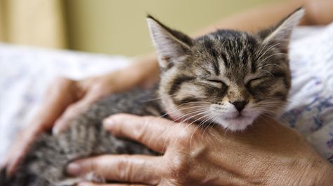 Grief-of-the-Loss-of-a-Pet-After-60 Cats Purring, Cat Purring, Why Do Cats Purr, Cat Massage, Purring Cat, Cat Purr, What Cat, Tiny Kitten, Cute Kitten Gif