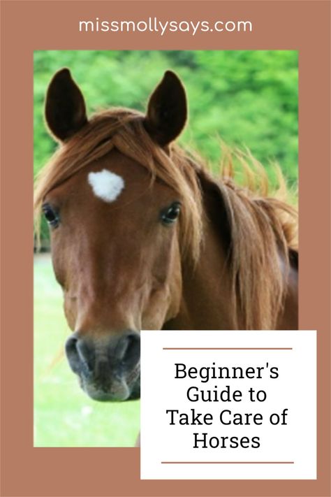 Taking Care Of Horses For Beginners, Taking Care Of Horses, Horse Farm Ideas, Small Barns, Horse Care Tips, Horse Ideas, Horse Boarding, Farm Ideas, Horse Farm