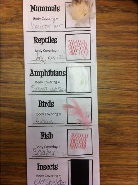 *Teaching Maddeness*: Friday Flashback Linky: Place Value & Animal Classification Groups 5th Grade Science, Flashcard Storage, Animal Coverings, Grade 2 Science, Second Grade Science, Animal Classification, 1st Grade Science, First Grade Science, 4th Grade Science
