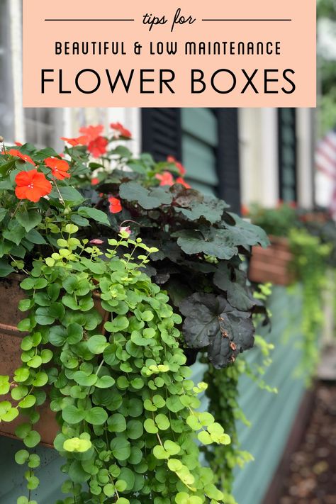 Tips for Beautiful and Low Maintenance Flower Boxes Flower Boxes Outside Decks, Low Maintenance Planter Ideas, Flower Beds In Front Of House With Pots, How To Plant In Planter Boxes, Low Maintenance Potted Plants Patio, Low Maintenance Plants Outdoor Planters, Low Maintenance Window Boxes, Best Flowers For Flower Boxes, Window Box Flowers Low Maintenance