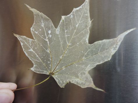 Make Leaf Skeletons now to use in your Halloween decorations next month! New technique works better! How To Frame Leaves, Preserved Leaf Art, How To Make A Leaf Skeleton, How To Dry Leaves, How To Make Skeleton Leaves, Leaf Skeleton Diy, Dried Leaves Art, Leaf Skeleton Art, Dried Leaf Art