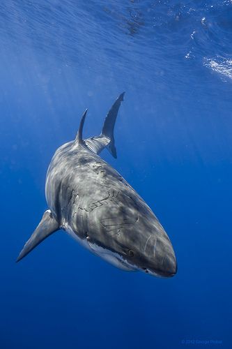 Shark Portrait, Save The Sharks, Shark Facts, Shark Photos, Shark Pictures, Big Shark, Shark Art, Battle Scars, Water Sea