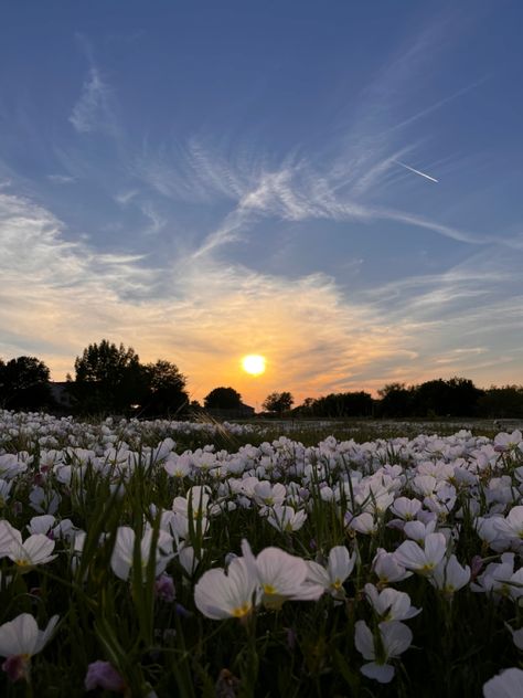 Nature, Bonito, Flower Feild, Glowing Flowers, Sunset Flowers, Grass Flower, Flower Icons, Scenery Photography, Nothing But Flowers
