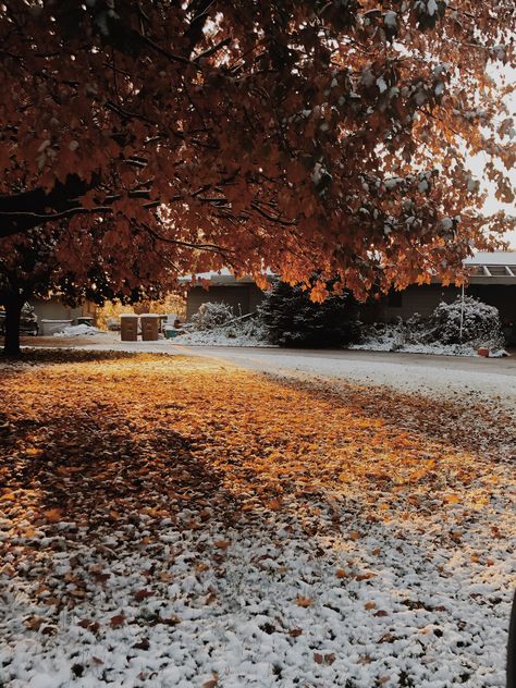 Autumn To Winter Aesthetic, Nature, Snowy Fall Aesthetic, Fall Wallpaper Outdoors, November Snow Aesthetic, Fall Into Winter Aesthetic, Fall To Winter Aesthetic, I Still Remember The First Fall Of Snow, Snow Fall Aesthetic