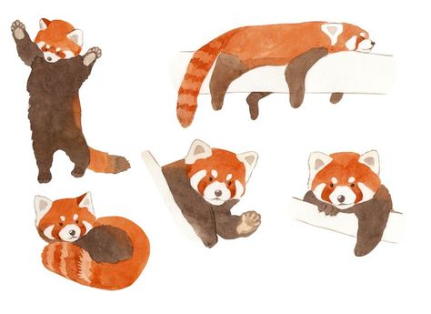 Watercolor set of hand drawn illustrations. Cute red panda sleeping, standing Red Panda Sleeping Drawing, Kawaii, Red Panda Standing Up Drawing, Red Panda Illustration Cute, Red Panda Sleeping, Red Panda Illustration, Panda Sleeping, Cute Red Panda, Painted Earth