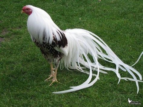 Yokohama Longtail Rooster | Game fowl | Pinterest | Yokohama ... Phoenix Chicken, Rooster Images, Rooster Breeds, Gallo Fino, Game Fowl, Fancy Chickens, Beautiful Chickens, Chickens And Roosters, Game Birds