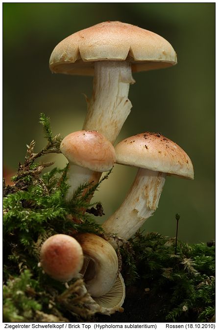 Fungi Images, Mushroom Plant, Mushroom Pictures, Plant Fungus, Mushroom Fungi, Plant Photography, Mushroom Art, Photo Nature, Wild Mushrooms