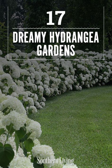 Landscaping With Hydrangeas And Boxwoods, Front Hydrangea Landscaping, Garden Around House Landscaping, Hydrangeas Along Driveway, Hydrangea Layered Garden, Peonies And Hydrangeas Garden, Landscape Ideas Hydrangea, Houses With Hydrangeas, Hydrangea Raised Flower Bed