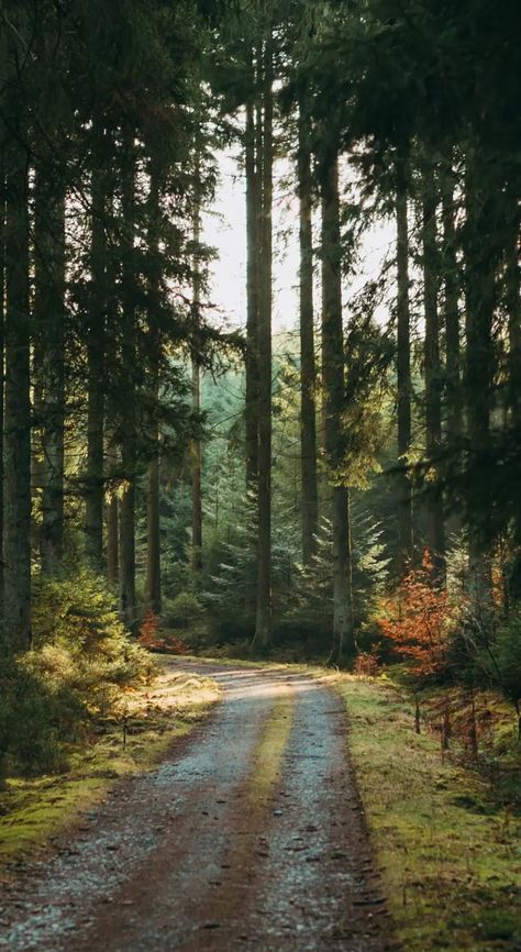 Nature, Forest Road Wallpaper, Road Wallpaper, Wallpaper Drawing, Nature Creative, Reference Photos For Artists, Forest Path, Forest Road, Landscape Photography Nature