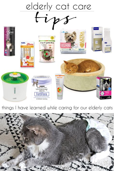 things I have learned from caring for our elderly cats | elderly cat care tips | how to care for old cats #cats #catcare Senior Cats Tips, Caring For Cats, Elderly Cat Care, Senior Cat Care Tips, Cute Cat Tower, Kitten Hacks, Cat Health Remedies, Senior Cat Care, Kitty Care