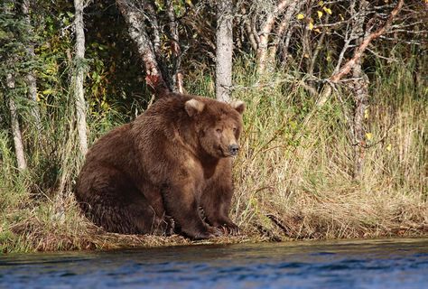 A shaggy, brown, and possibly pregnant mother bear known as 409 Beadnose, crowned on Tuesday as "Fattest Bear of 2018," is seen on the bank of Brooks River in Alaska's Katmai National Park and Preserve on September 30, 2018. Amigurumi Patterns, Male Bear, Katmai National Park, Seal Pup, Mother Bears, Love Bear, Sea Monsters, Grizzly Bear, Big Bear