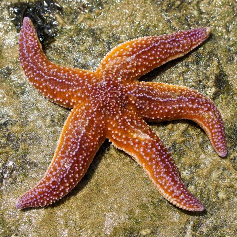 https://flic.kr/p/eCXVtd | Starfish Nature, Starfish In Ocean, Starfish Reference Photo, Sea Life Reference, Starfish Reference, Small Sea Animals, Starfish Images, Starfish Aesthetic, Sea Life Photography