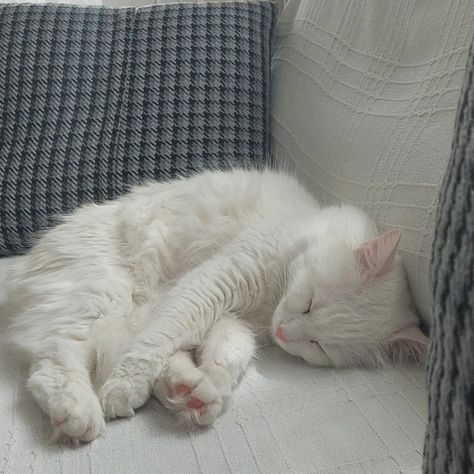 Cute White Kitten Aesthetic, Cat Profile, Cute Cats Photos, Student Athlete, White Kittens, Cat Icon, Cat Cute, White Cats, Cat Sleeping