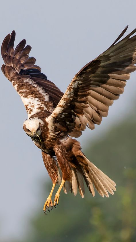 What Birds of Prey are in Scotland? (Pictures & Sounds) Rough Legged Buzzard, Peregrine Falcon Photography, Eurasian Sparrowhawk, Hen Harrier, Scotland Pictures, Raptor Bird Of Prey, Common Buzzard, Wild Birds Photography, Northern Goshawk