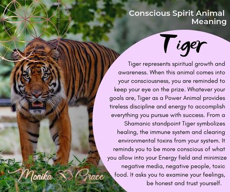 Tiger as a spirit animal belongs to those with fiery brave spirit and strength of will. Whenever this animal comes into your consciousness it encourages you to pay attention to your authentic raw feelings and emotions. The tiger spirit animal symbolizes primal instincts and the ability to trust yourself. It represents physical strength, vitality, and h... See more Intellectual Conversation, Tiger Totem, Spiritual Animals, Spirit Animal Quiz, Cats In Ancient Egypt, Tiger Spirit Animal, What Animal Are You, Tiger Spirit, Spirit Animal Meaning