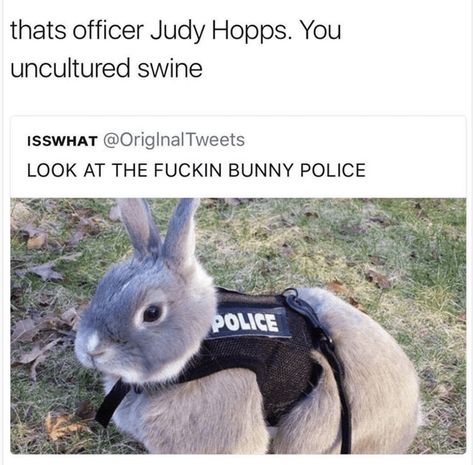 Cocker Spaniel, Cane Corso, Officer Judy Hopps, Judy Hopps, Zootopia, Funny Animal Memes, Komik Internet Fenomenleri, Cuteness Overload, Animal Memes
