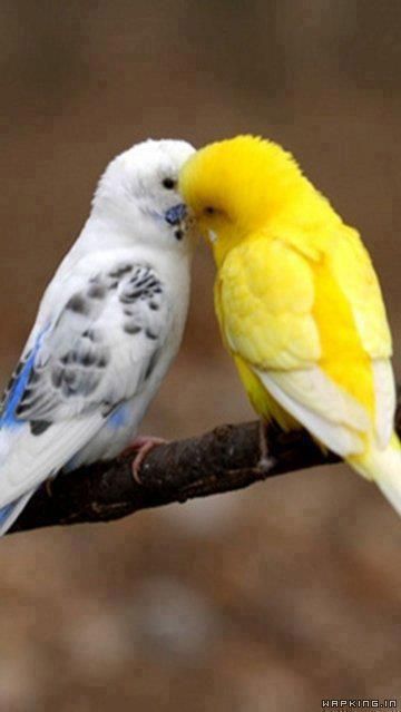 Birds - awwwwww.... Colourful Birds, Vogel Gif, Parakeets, Exotic Birds, Pretty Birds, Colorful Birds, Cute Birds, Wild Birds, Bird Lovers