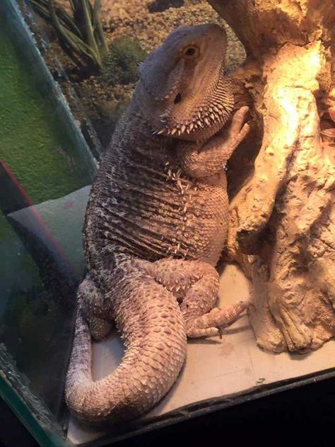 Big Bearded Dragon, Clay Bearded Dragon, Fat Bearded Dragon, Bearded Dragon Carrier, Bearded Dragon Pet, Bearded Dragons Cute, Funny Bearded Dragons, Bearded Dragon Outfits, Bearded Dragon Wallpaper