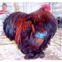 Araucana Chickens, Bantam Chicken Breeds, Bantam Chicken, Laying Chickens, Bantam Chickens, Fancy Chickens, Beautiful Chickens, Hen Chicken, Guinea Fowl