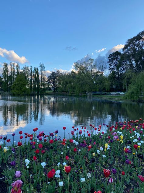 Croquis, Nature, Australian Nature Photography, Canberra Australia Aesthetic, Spring In Australia, Australia Winter Aesthetic, Winter Aesthetic Australia, Canberra Aesthetic, Aussie Aesthetic