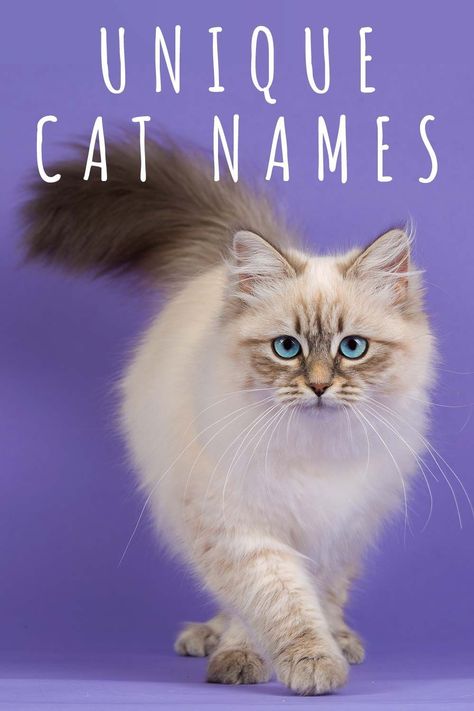 Pet Cat Names, Make Cat Names, Cat Assesories Aesthetic, Names For Cats Unique, Cat Name Ideas Unique, Rare Cat Names, Unique Cat Names Female, Pretty Cat Names, Cute Pet Names Animals