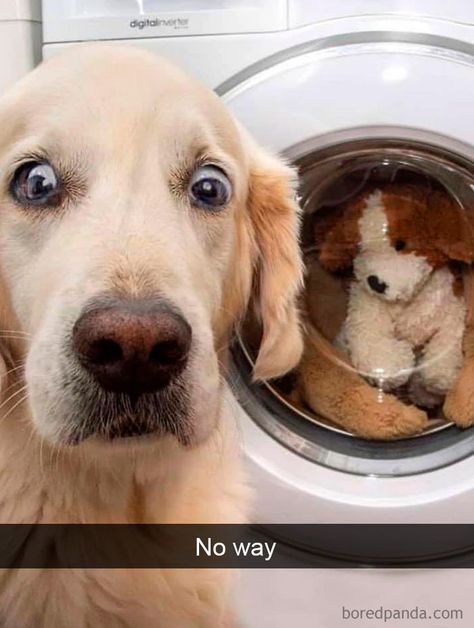40 Funny And Cute Dog Snapchats That Will Hopefully Make Your Day (New Pics) Sunday Humor, Dog Snapchats, Regnul Animal, Psy I Szczenięta, Super Cute Puppies, Animale Rare, Baby Animals Pictures, Funny Dog Memes