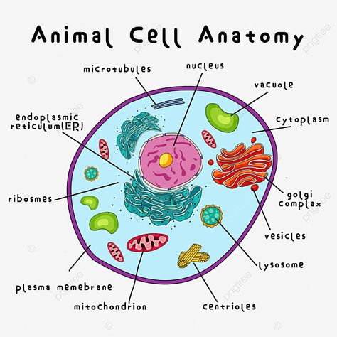 Structure Of Animal Cell, Animal Cell Parts And Functions, Cell Diagram Aesthetic, Plant And Animal Cell Drawing, Cell Illustration Biology, Ribosomes Notes, Plant Cell And Animal Cell Diagram, Animal Cell Notes, Animal Cell Drawing With Label