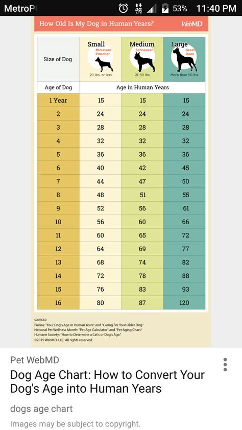 Dog Age Chart, Year Of The Dog, Dog Health Tips, Dog Ages, Dog Information, 강아지 그림, Teacup Chihuahua, Dog Years, Dog Facts