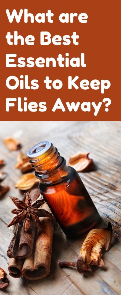 Essential Oils For Flies Outside, Flies Repellent Outdoor, Fly Repellant Diy, Natural Fly Repellant, Insect Repellent Essential Oils, Essential Oil Bug Repellent, Keep Mosquitoes Away, Keep Flies Away, Get Rid Of Flies