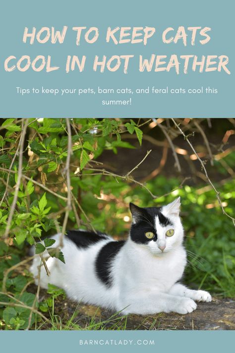 Stray Cat Shelter Diy Summer, Cat Cold, Feral Cat Shelter, Outdoor Cat Shelter, Feral Cat House, Barn Cat, Pet Taxi, Cats Outside, Cat Summer