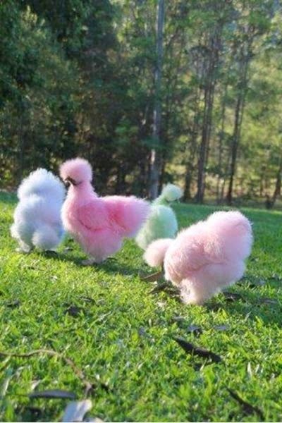 Costumes For Chickens Pets, Cute Chicken Breeds, Pretty Chicken Breeds, Exotic Chickens, Pretty Chickens, Chicken Pets, Tierischer Humor, Regnul Animal, Fancy Chickens