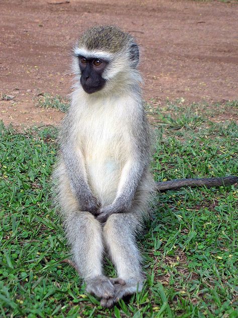 "Uh. Hi guys. My name is George. And I'm a banana-eater" Nature, Vervet Monkey, Ape Monkey, Monkey Wallpaper, Kenya Safari, Monkey Art, Animal Print Wallpaper, Great Ape, Animal Nails