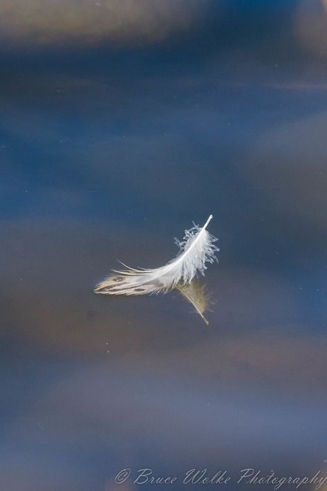 Floating on ? | A lone feather just floating by on a nice Ja… | Flickr Feathers, Floating On Water, Anime Draw, A Lone, Floating In Water, Arizona, Floating, Key, Lighting