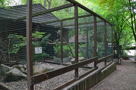 Homemade Bird Aviary, Peacock House Ideas, Bird Enclosure Outdoor, Backyard Aviary Ideas, Walk In Bird Aviary, Outdoor Bird Enclosure, Chicken Aviary Outdoor, Dove Aviary Ideas, Outside Bird Aviary Ideas