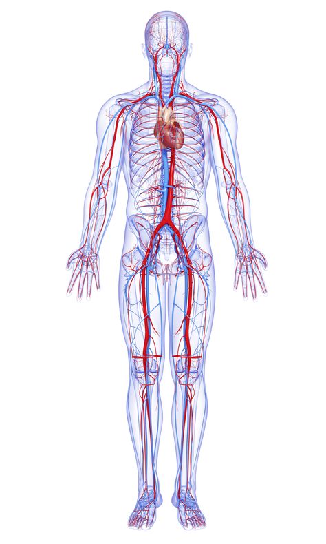male full body circulatory system highlights heart Diet Tips, Blood Sugar Level Chart, Lower Blood Sugar Naturally, Normal Blood Sugar, Arteries And Veins, Human Body Anatomy, Human Body Systems, Health And Fitness Magazine, Medical Anatomy