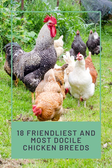 Types Of Chickens Breeds Chart, Line Breeding Chickens, Best Rooster Breeds Backyard Chickens, Egg Laying Chickens Breeds, Grey Chicken Breeds, Different Kinds Of Chickens, Chicken Breeds With Pictures Chart, Best Laying Chicken Breeds, Maran Chicken Breeds