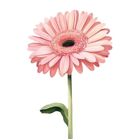 pink gerbera daisy flower Gerbera Daisy Tattoo, Pink Gerbera Daisy, Gerbera Daisy Flower, Daisy Drawing, Gerbera Flower, Pink Gerbera, Daisy Tattoo, Studio Background Images, Flower Art Drawing