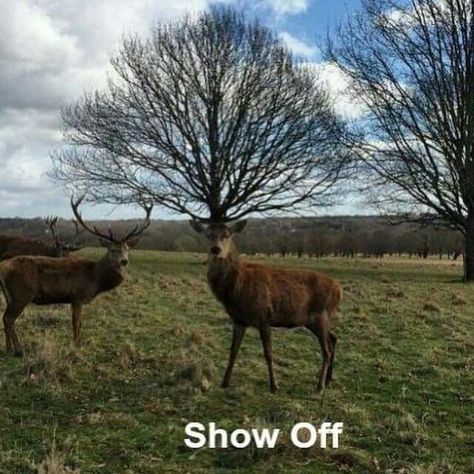 Deer with a tree for a rack of antlers - "Show off" (perfectly lined up photos) Perfectly Timed Photos, Funny Animal Pictures, Tierischer Humor, Tina Modotti, Photo Chat, Perfect Timing, Time Photo, Perfect Moment, Animal Photo